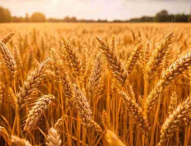 Vairāk naudas, mazāk kontroles lauksaimniekiem