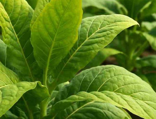 Akcīzes nodokļa izmaiņas