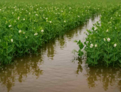 Visā Latvijā izsludināta ārkārtējā situācija lauksaimniecībā