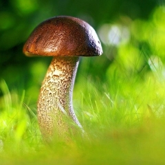 Valsts ieņēmumu dienests 